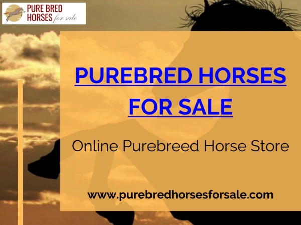 Buy Horse Online Of Best Breed At Impressive Price