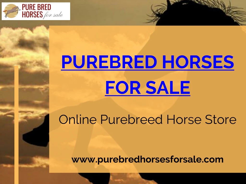 purebred horses for sale