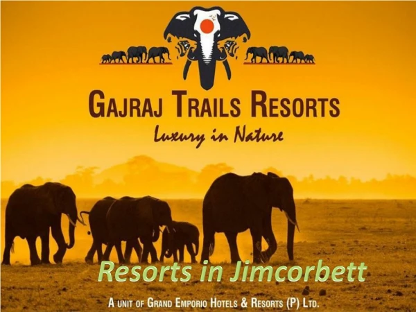 New Year packages in Jimcorbett | New Year Celebrations