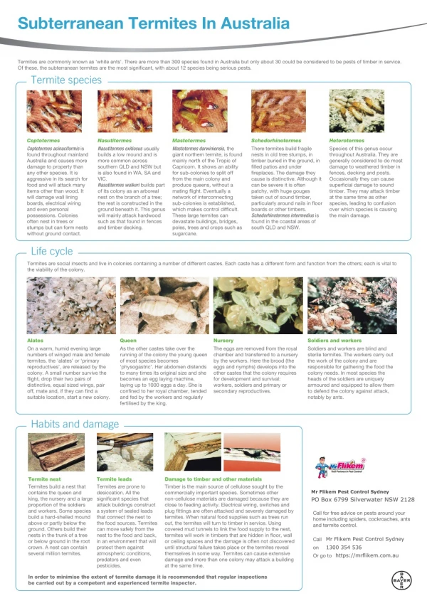 Australian Termite Identification Sheet