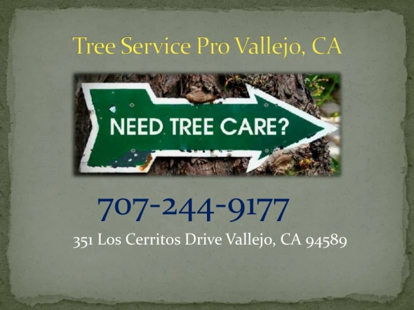 Tree Service Vallejo Offer Tree Trimming, removal and Maintenance