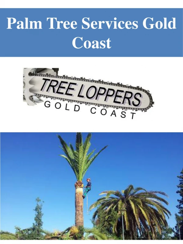 Palm Tree Services Gold Coast