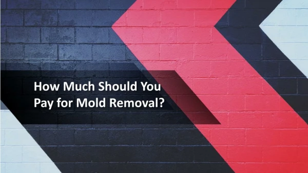 How Much Should You Pay for Mold Removal?