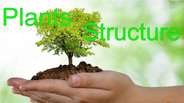 Plants Structure
