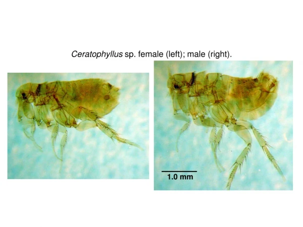 Ceratophyllus sp. female (left); male (right).