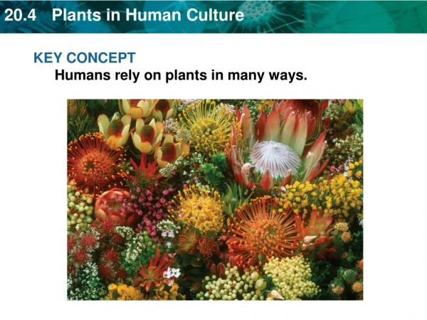 KEY CONCEPT Humans rely on plants in many ways.