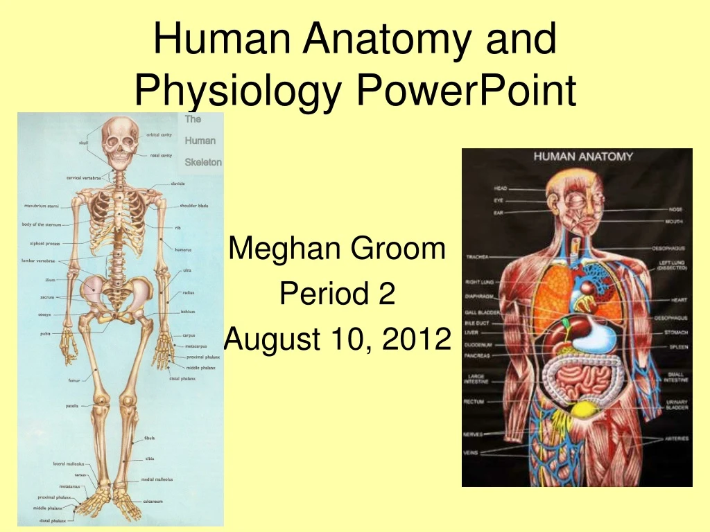 human anatomy and physiology powerpoint