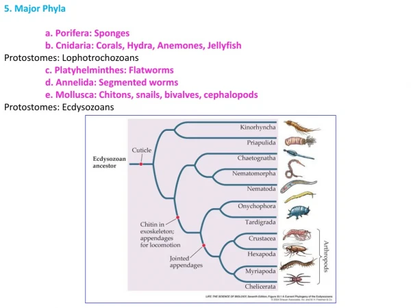 5. Major Phyla 	a. Porifera: Sponges 	b. Cnidaria: Corals, Hydra, Anemones, Jellyfish