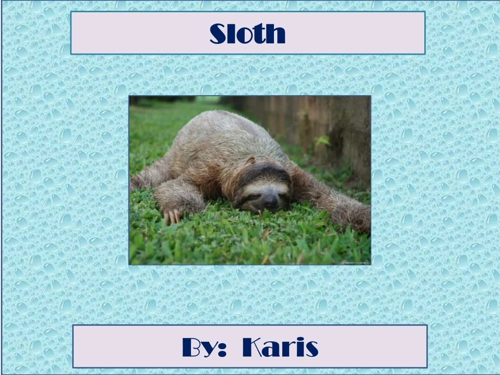 sloth