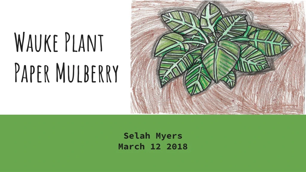 wauke plant paper mulberry