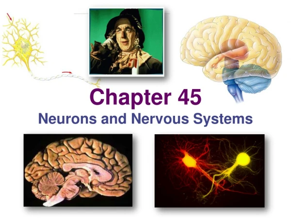 Chapter 45 Neurons and Nervous Systems