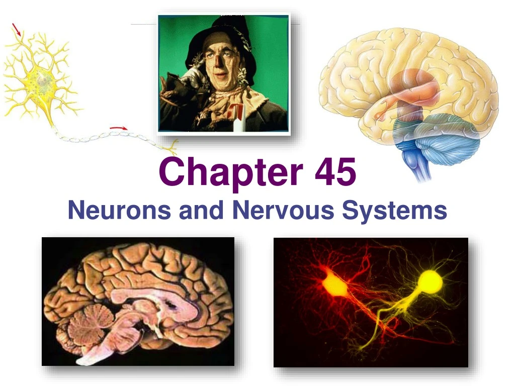 chapter 45 neurons and nervous systems