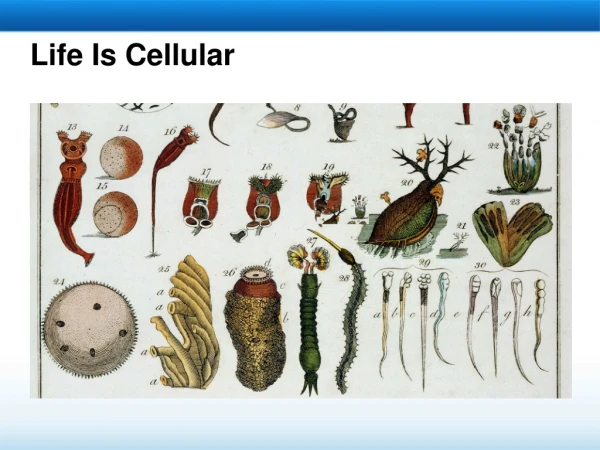 Life Is Cellular