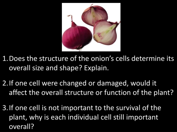 Does the structure of the onion’s cells determine its overall size and shape? Explain.