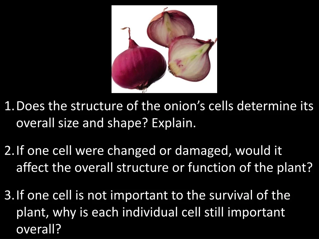 does the structure of the onion s cells determine