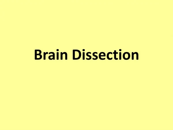 Brain Dissection