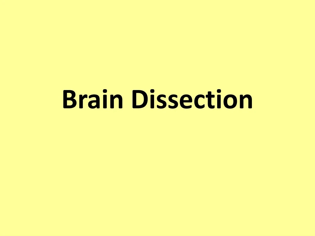 brain dissection