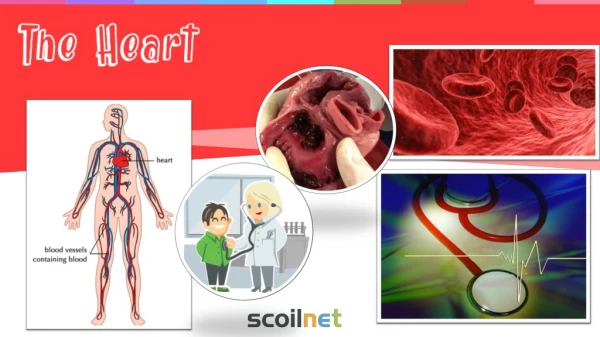 Describe the structure and function of the heart.