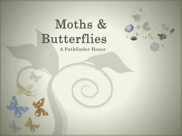 Moths &amp; Butterflies