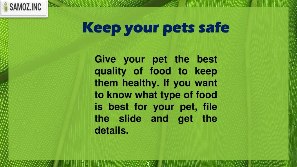 keep your pets safe keep your pets safe