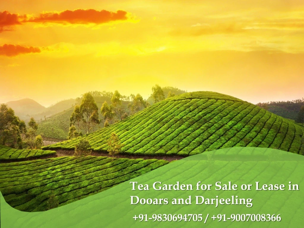 tea garden for sale or lease in dooars