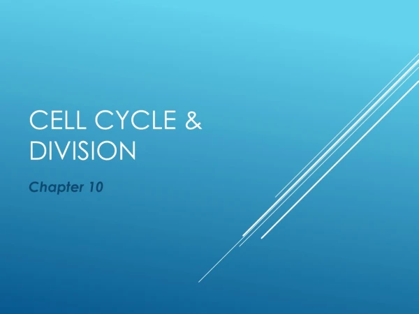 Cell cycle &amp; Division