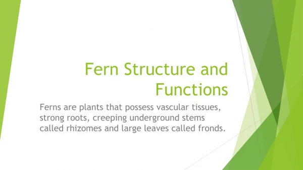 Fern Structure and Functions