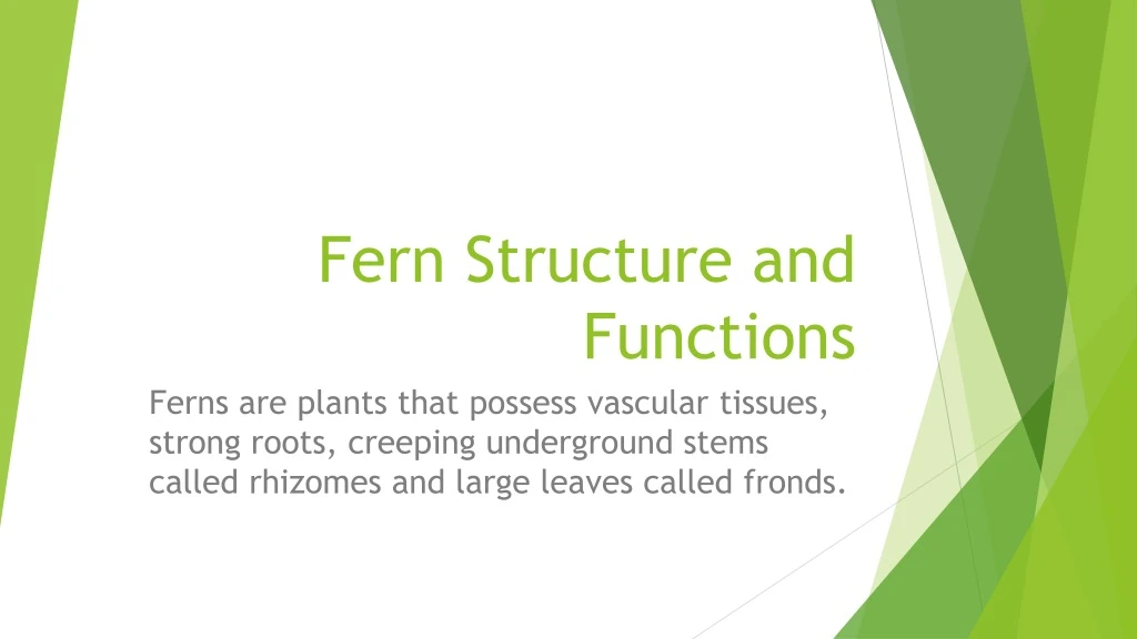fern structure and functions