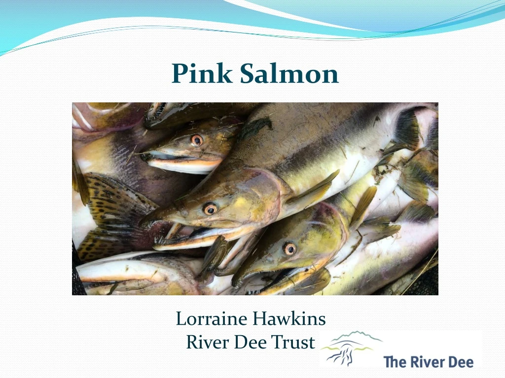 pink salmon