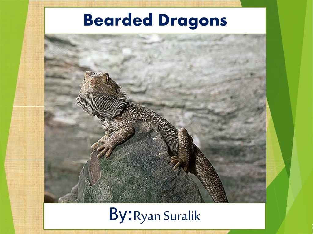 bearded dragons