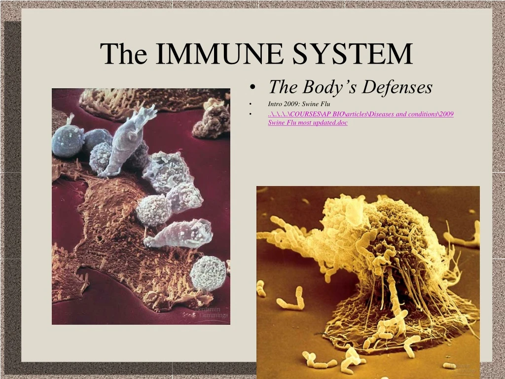 the immune system