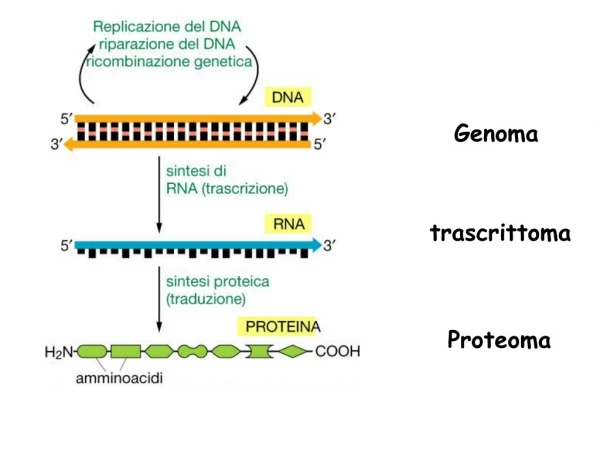 Genoma