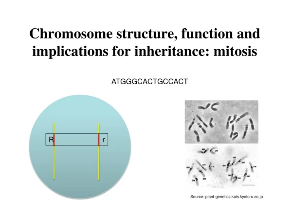 Chromosome structure, function and implications for inheritance: mitosis
