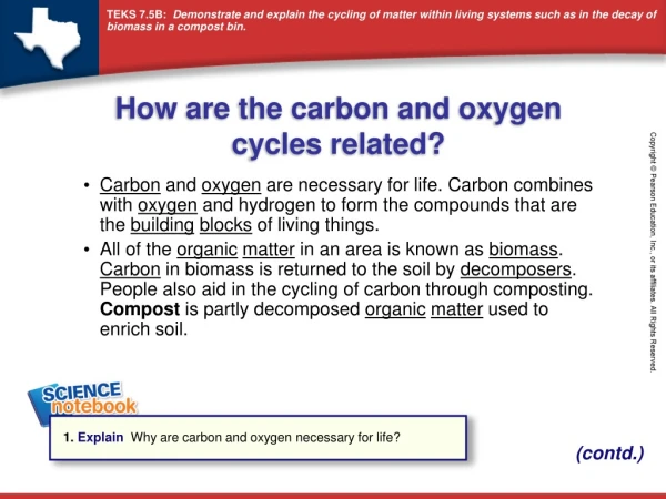 How are the carbon and oxygen cycles related?