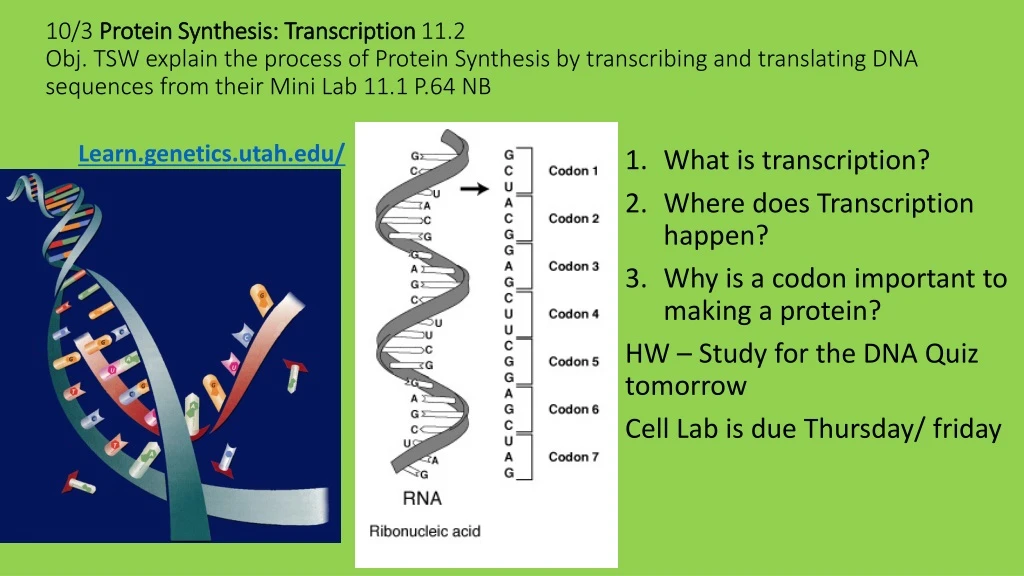 10 3 protein synthesis transcription