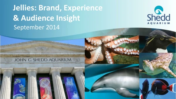 Jellies: Brand, Experience &amp; Audience Insight