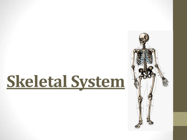 Skeletal System