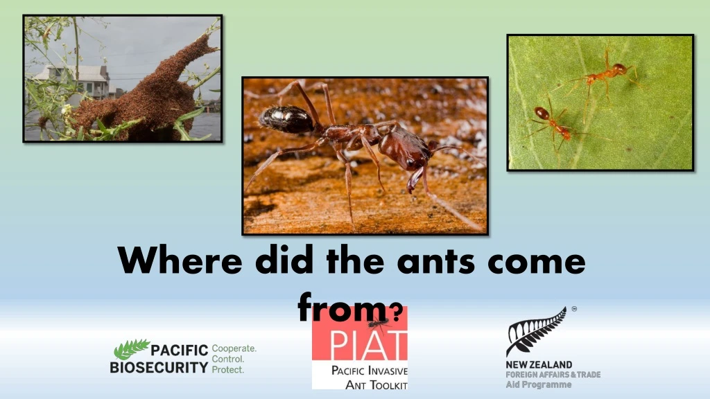 where did the ants come from