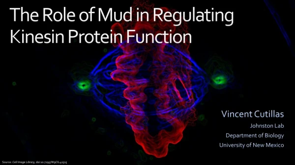 The Role of Mud in Regulating Kinesin Protein Function