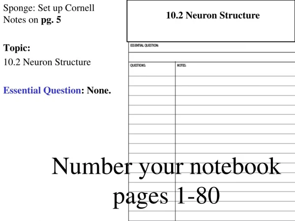 Sponge: Set up Cornell Notes on pg. 5 Topic: 10.2 Neuron Structure Essential Question : None.