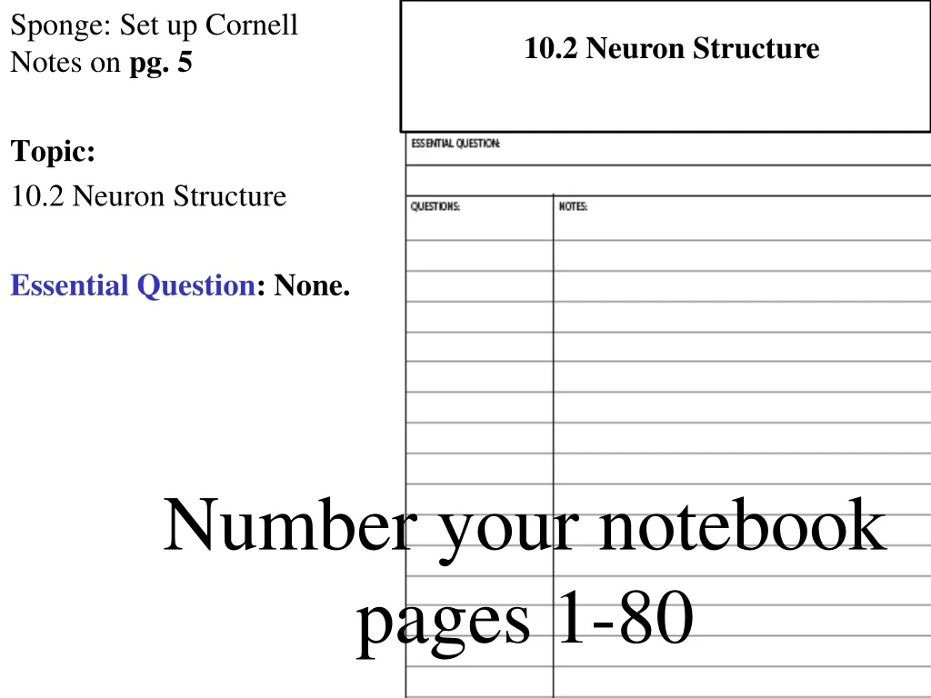 10 2 neuron structure