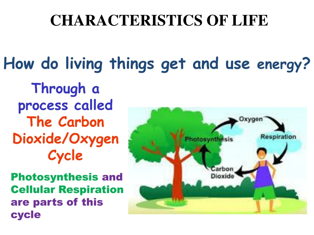 characteristics of life all living things