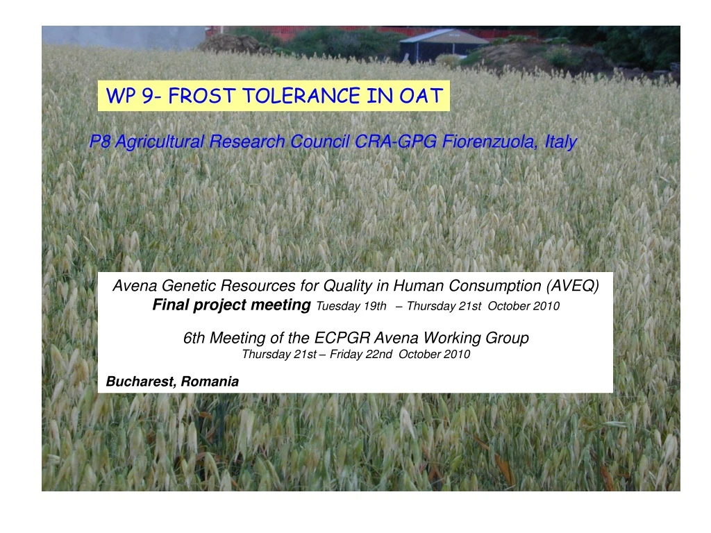 wp 9 frost tolerance in oat