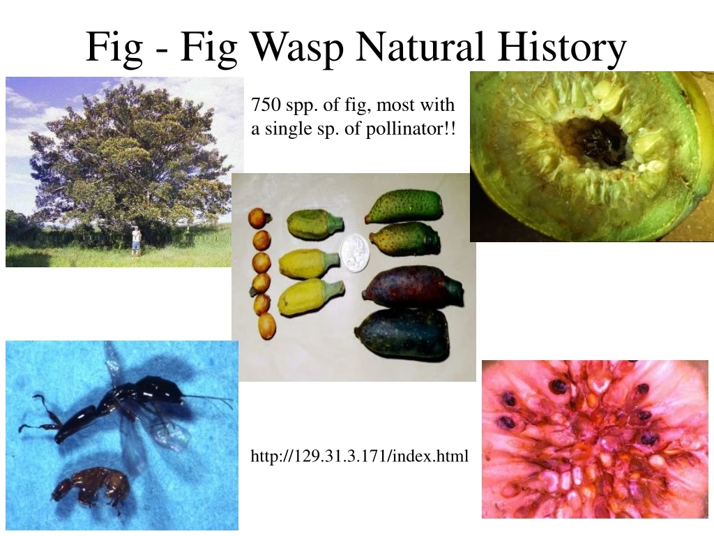 fig fig wasp natural history