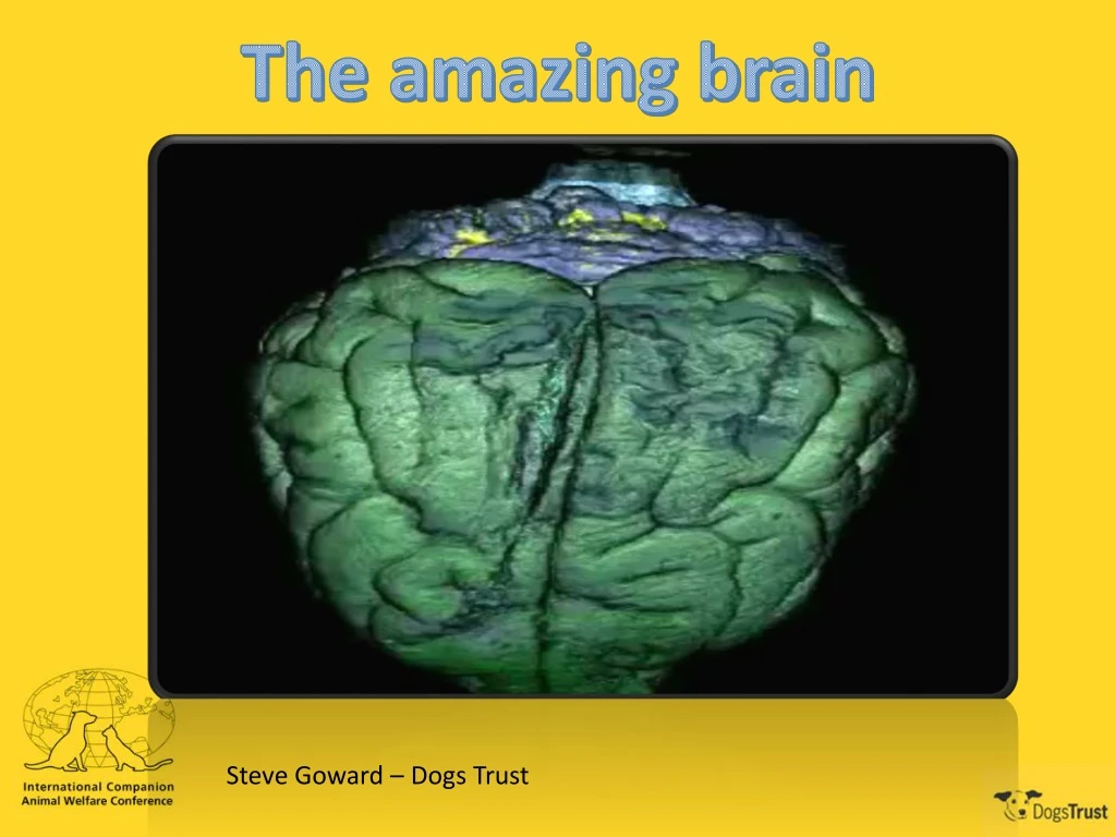 the amazing brain