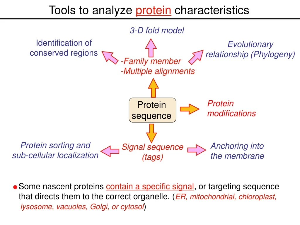 protein sequence