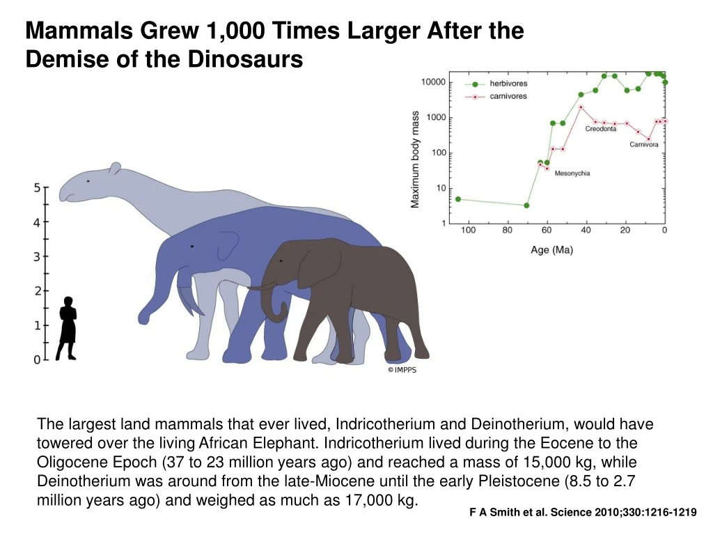 mammals grew 1 000 times larger after the demise