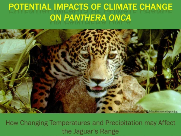 Potential Impacts of Climate Change on Panthera Onca