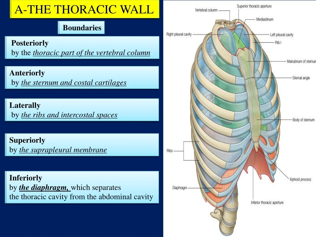 a the thoracic wall