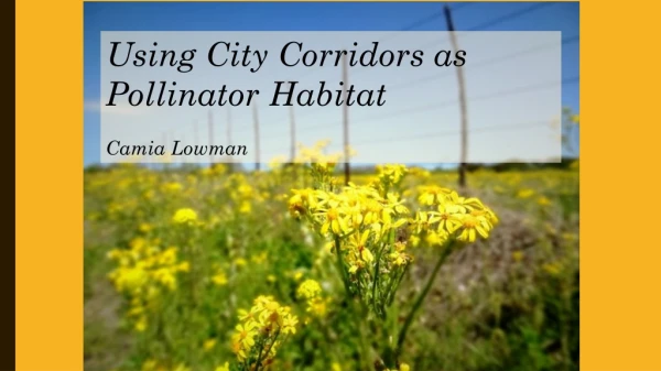 Using City Corridors as Pollinator Habitat Camia Lowman